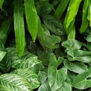 Meet your Posher, Eyana